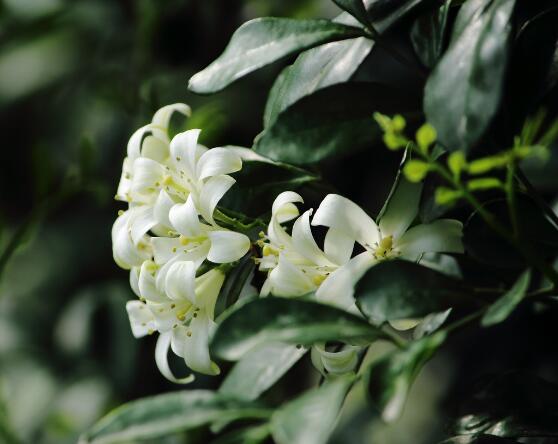 盆栽九里香的養(yǎng)殖方法，老農(nóng)教你七個最實用基本方法