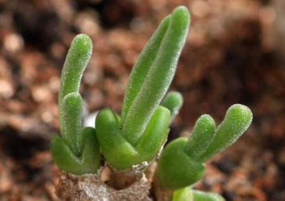 碧光環(huán)的用土方法，四份營養(yǎng)土六份蛭石一份珍珠巖混合配制