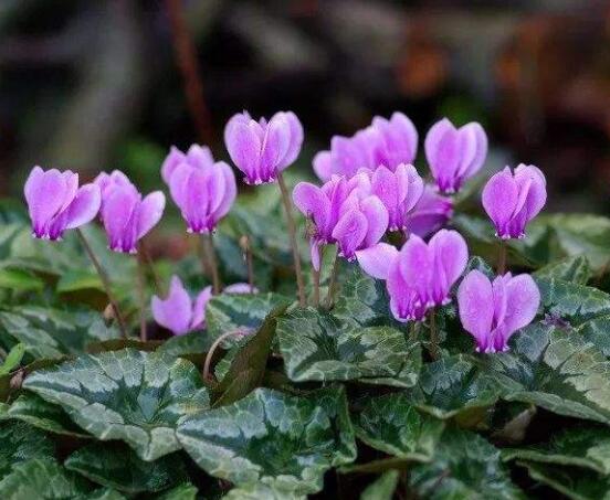 仙客來(lái)不長(zhǎng)新葉怎么辦，多半是盆土澆水光照導(dǎo)致