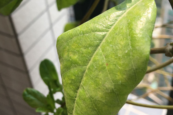 牽牛花葉子發(fā)黃什么原因