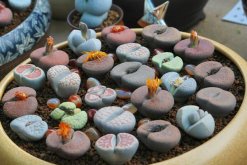 生石花怎么施肥，生石花施肥四大要點(diǎn)介紹