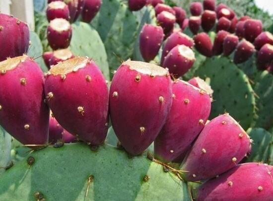 仙人掌的果實(shí)能吃嗎，食用可清熱解毒、養(yǎng)顏?zhàn)o(hù)膚