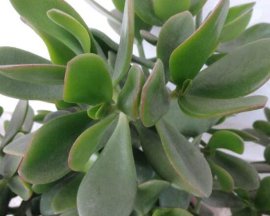 燕子掌的養(yǎng)殖方法和注意事項，老農(nóng)總結(jié)最實用八大養(yǎng)殖技巧