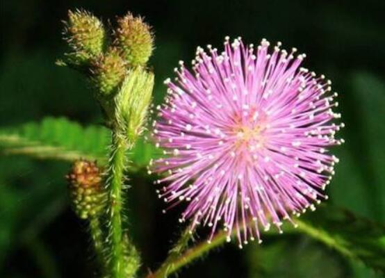 含羞草怎么養(yǎng)長得快，注意這五個要點(diǎn)生長青翠欲滴