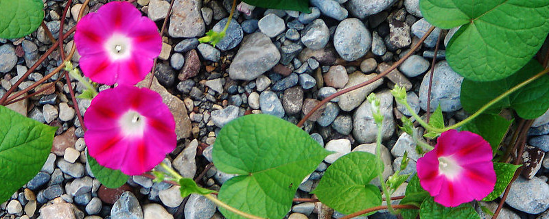 牽牛花種子怎么種