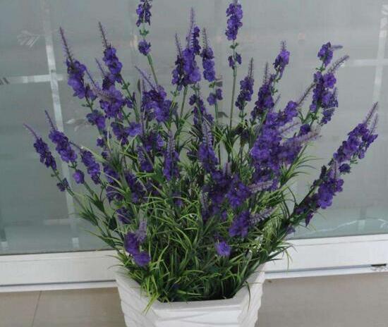 薰衣草怎么扦插，薰衣草的繁殖方法