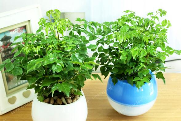 幸福樹(shù)怎么換盆，以下四部必須要做到