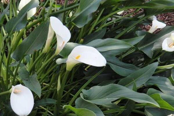 馬蹄蓮休眠期是什么時(shí)候，在盛夏和寒冬休眠