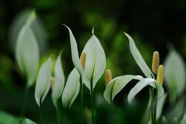 一帆風順花有毒嗎，室內(nèi)養(yǎng)殖要注意（花沒毒汁液有毒）