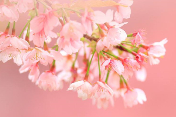 櫻花病蟲(chóng)害癥狀與防治