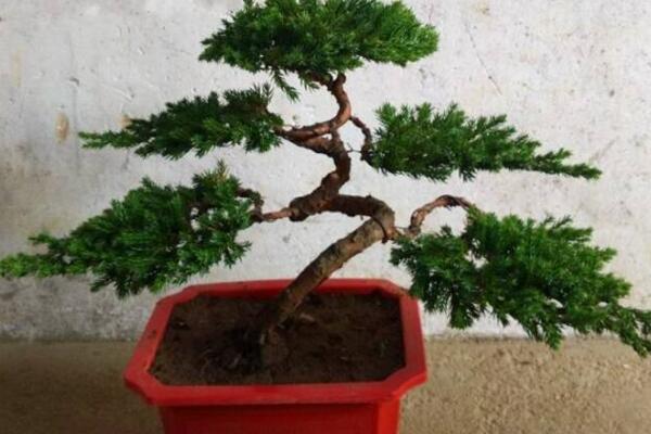 羅漢松適宜擺放的位置，適合擺放在會(huì)議室、酒店大堂