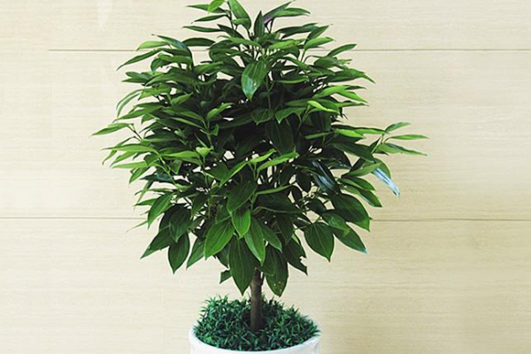 平安樹葉子發(fā)黃是怎么回事，五種原因以及解決方法