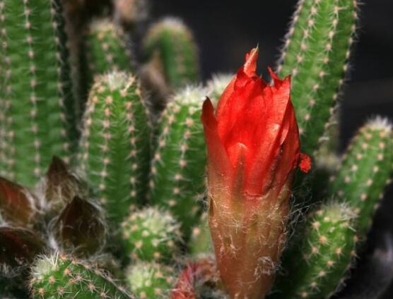 好看的仙人掌圖片欣賞，純天然氧吧，釋放氧氣