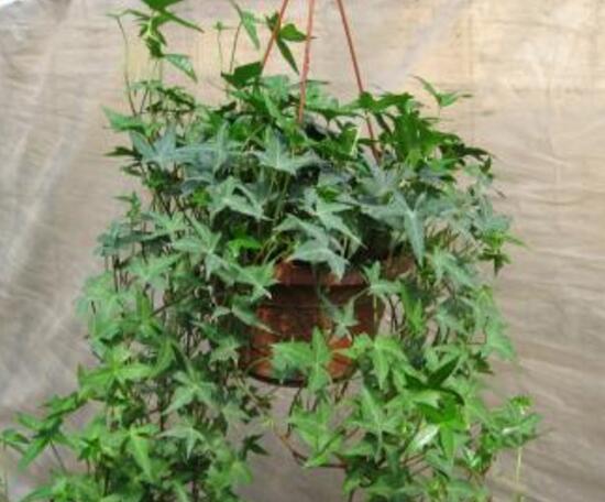 常春藤怎么繁殖，常春藤的扦插方法