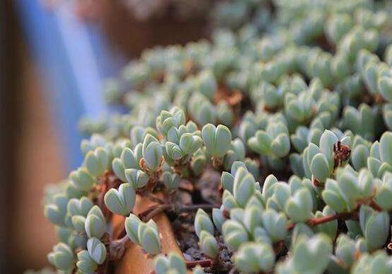 碧玉蓮葉子發(fā)黃變軟怎么辦，教你四種原因以及解決辦法