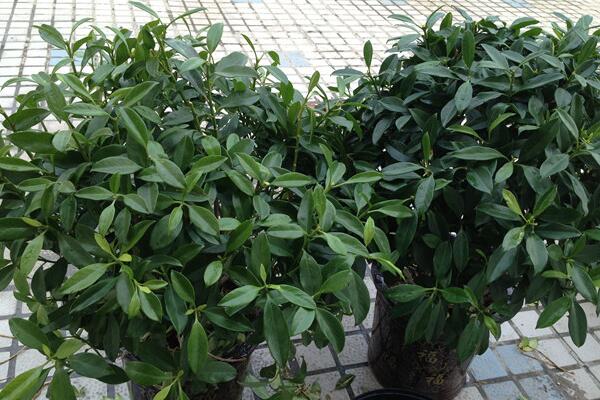 平安樹(shù)怎么換盆，刨土取/干澆水移植/給足營(yíng)養(yǎng)三步搞定