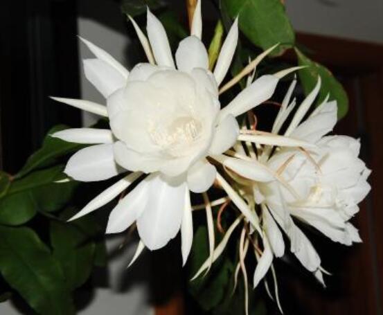 曇花怎么澆水，不同季節(jié)不同澆水量(見干見濕)