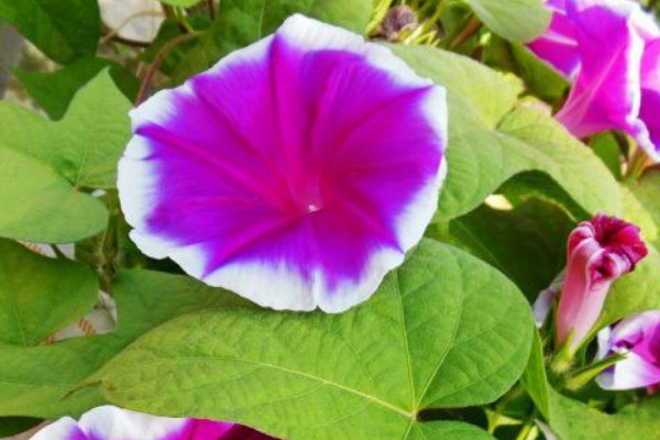 牽?；ㄏ奶炜梢员駟? src="/nongchan/d/file/20201223/yltky3jfxsf.jpg" / data-JiqE="j9FitB"></p>
<p data-zWmc="oFH92n">
	夏天養(yǎng)護(hù)牽牛花的時(shí)候，還需要讓其有充足的水分，這個(gè)時(shí)候氣溫高，水分蒸發(fā)得快，所以需要勤澆水，不然缺水的話，植株就容易干枯，但是要注意比較澆水過量導(dǎo)致土壤有積水，不然它容易出現(xiàn)爛根的現(xiàn)象。</p>
<p data-TfkO="HnclrW">
	<strong data-7Goc="Lm3OBY">3、控溫通風(fēng)</strong></p>
<p data-RV5Y="agL4wS">
	牽?；m然有一定的耐熱能力，但是如果環(huán)境過于悶熱的話，它就容易生長不良，所以夏季養(yǎng)護(hù)牽?；ǖ臅r(shí)候，還需要為其做好控溫通風(fēng)工作，最好將植株養(yǎng)護(hù)在涼爽通風(fēng)的環(huán)境中，這樣牽?；ú拍芡⑸L。</p>
<p data-wIl4="hJCYig">
	<strong data-8Qa8="DfNPax">4、不宜施肥</strong></p>
<p data-gPs9="6i4J5j">
	<img alt=