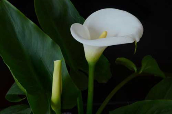 馬蹄蓮葉子發(fā)黃發(fā)軟怎么辦