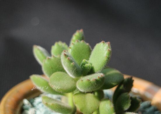 熊童子葉子發(fā)軟怎么辦，總結(jié)最實用三種解決方法