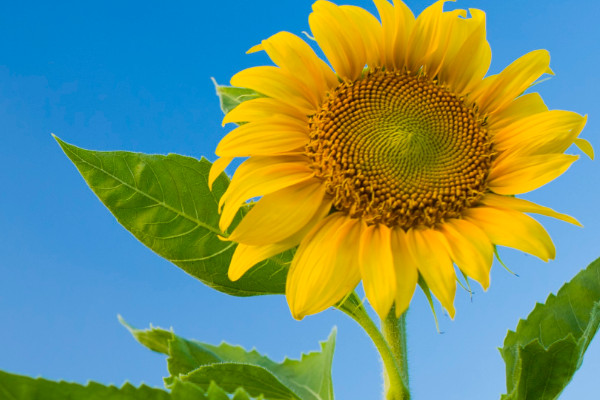 向日葵為什么總是向著太陽(yáng)