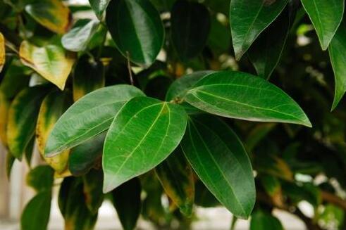 為什么平安樹(shù)葉子下垂，澆水過(guò)量和酸堿度不平衡造成的