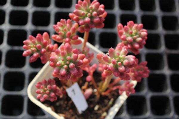 寶石花光照和溫度處理，夏季遮陰冬季向陽