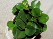 碧玉花的功效與作用，凈化空氣美化居室