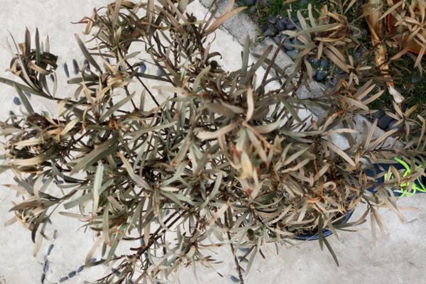 怎樣搶救干枯的羅漢松，分析問(wèn)題的原因并及時(shí)補(bǔ)救