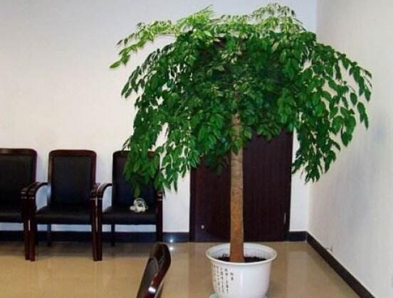 幸福樹葉子一碰就掉，教你四種原因以及解決方法