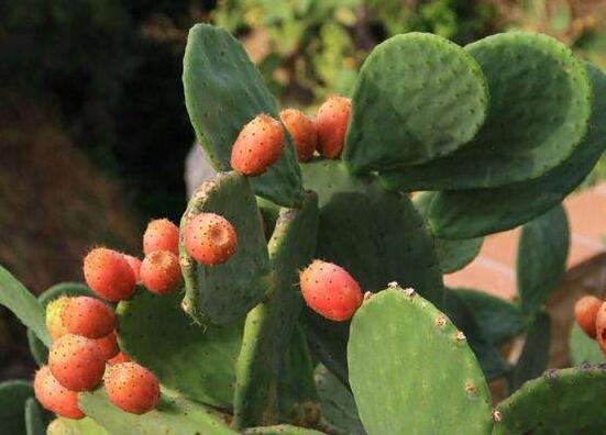 仙人掌的果實能吃嗎，不僅能吃果實還能美容養(yǎng)顏