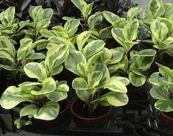 紫邊碧玉椒草的養(yǎng)殖方法和注意事項嗎，老農(nóng)教你六大基本養(yǎng)殖方法