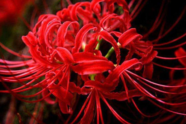 彼岸花可以一個(gè)月不澆水嗎