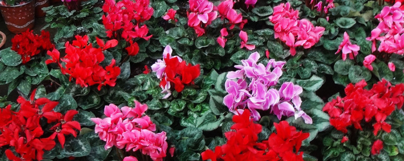 仙客來冬天怎么養(yǎng)