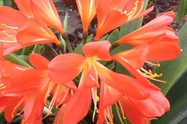 家里君子蘭開(kāi)花的寓意