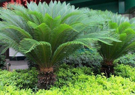 鐵樹(shù)什么時(shí)候長(zhǎng)新葉，每年春秋時(shí)分生長(zhǎng)出2-3輪新葉