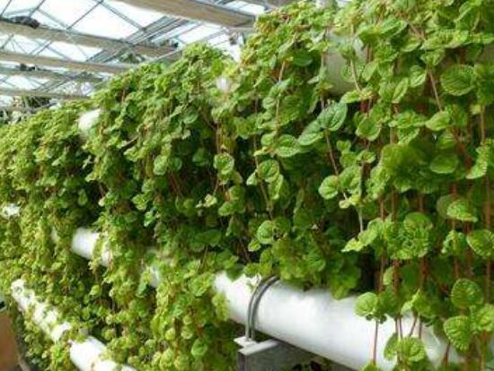 小葉常春藤的養(yǎng)殖方法，教你八個(gè)簡(jiǎn)單易學(xué)基本方法