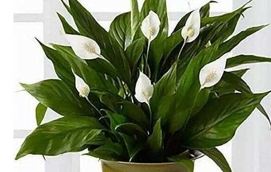 盆栽一帆風(fēng)順怎么養(yǎng)，教你八個(gè)方法便可爆盆