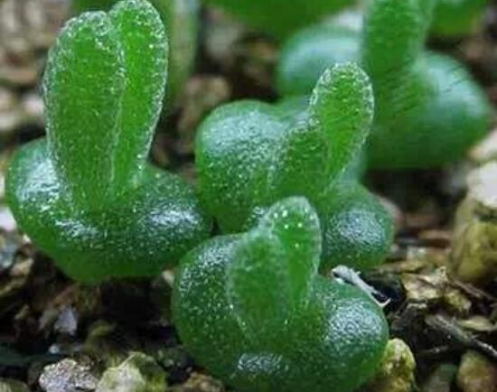 碧光環(huán)種植方法，擇健康種子、保水保肥土壤/淺盆為主