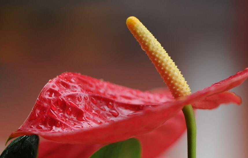 紅掌扦插圖解，極高成活率的方法