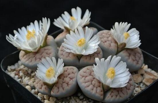 生石花家庭養(yǎng)護(hù)，老農(nóng)總結(jié)最實(shí)用五大要點(diǎn)