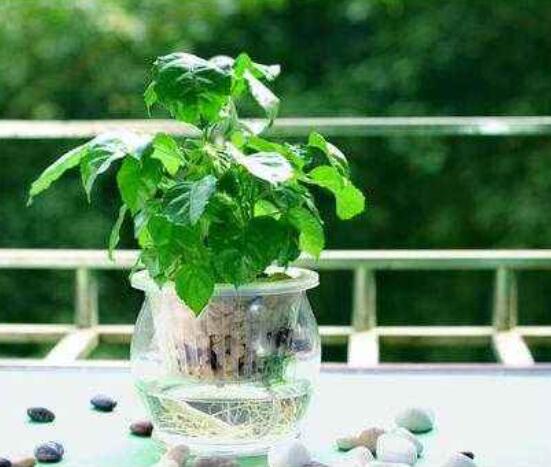 幸福樹水生根技巧，做好四點(diǎn)步驟即可水培爆盆