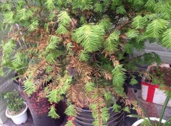 紅豆杉葉子干枯怎么辦，教你最有效三種解決方法