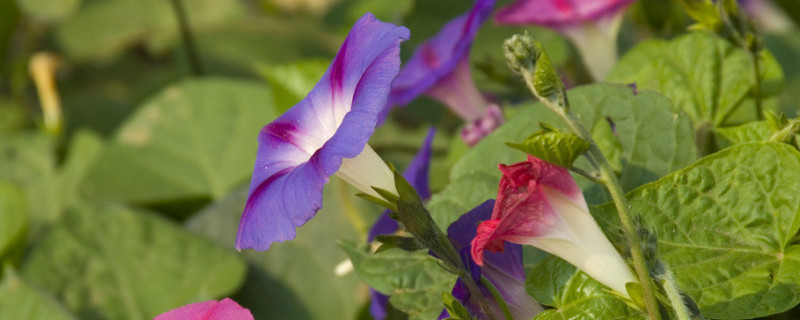 幾年前的牽?；ǚN子還可以種嗎