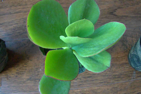 燕子掌葉片可以扦插嗎，4步即可完成燕子掌葉插