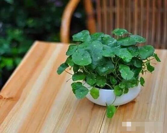 水培銅錢草葉子發(fā)黃怎么辦，四種原因以及解決方法