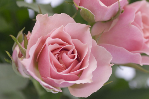 玫瑰怎么養(yǎng)