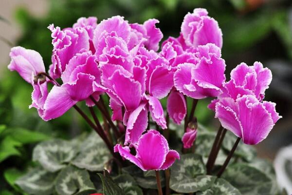 仙客來(lái)花期過(guò)后怎么辦，花期過(guò)后正確的處理方法