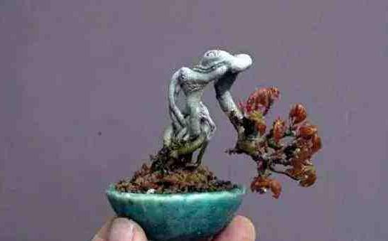 小葉羅漢松怎么養(yǎng)，掌握最佳的養(yǎng)殖方法最重要