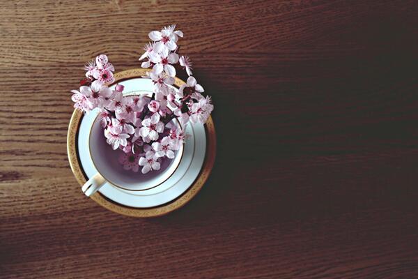 櫻花掉葉子要怎么辦，加強(qiáng)日常養(yǎng)護(hù)最為重要